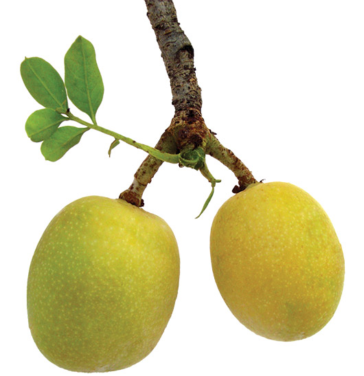 Marula olje